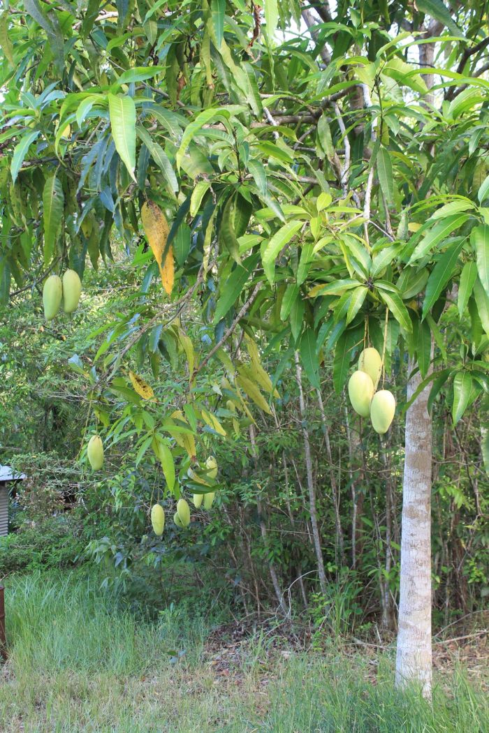 Banana Mango tree