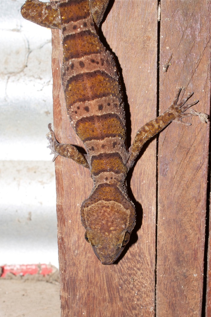 Cooktown-Gecko-Shedding