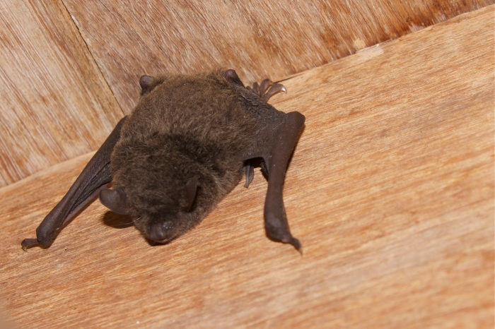 Little-bent-winged-bat